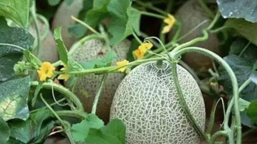 新疆网红瓜事件吃瓜,揭秘网络舆论的风云变幻