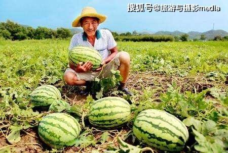 瓜农吃瓜网今日吃瓜,今日吃瓜大揭秘，热点事件一网打尽