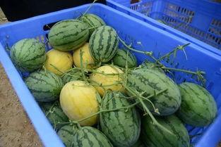 qq群吃网红的瓜,QQ群里的“吃瓜”风云